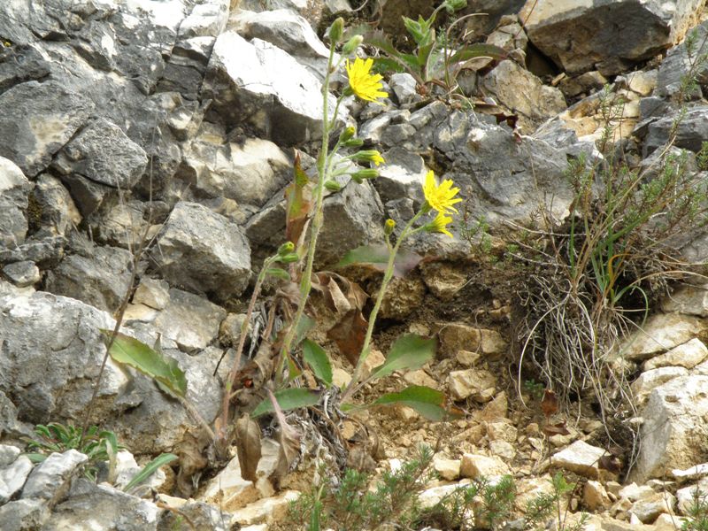 Monte San Vicino  (q slm tra 1000 e 1200 m ) - Hieracium sp.