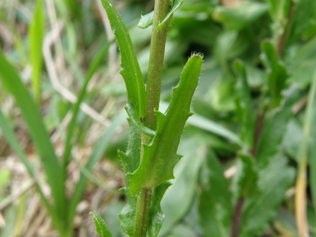 Arabis sagittata ?