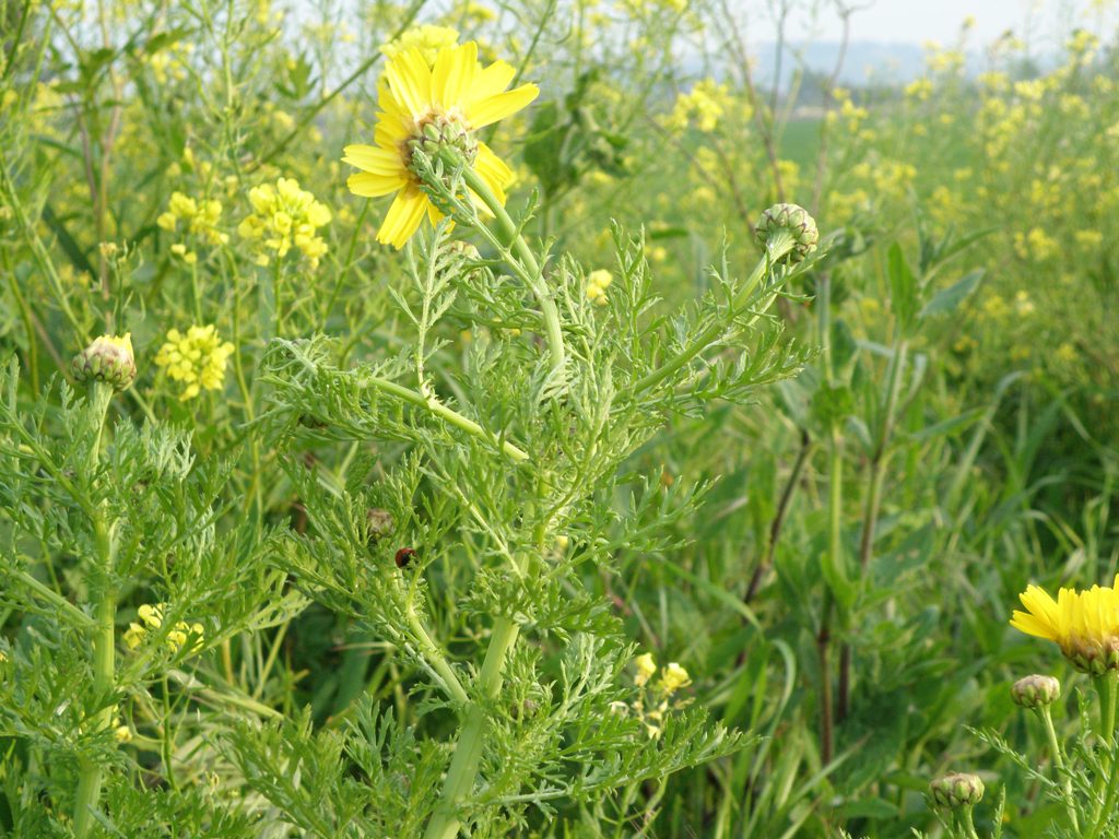 Glebionis coronaria / Crisantemo giallo