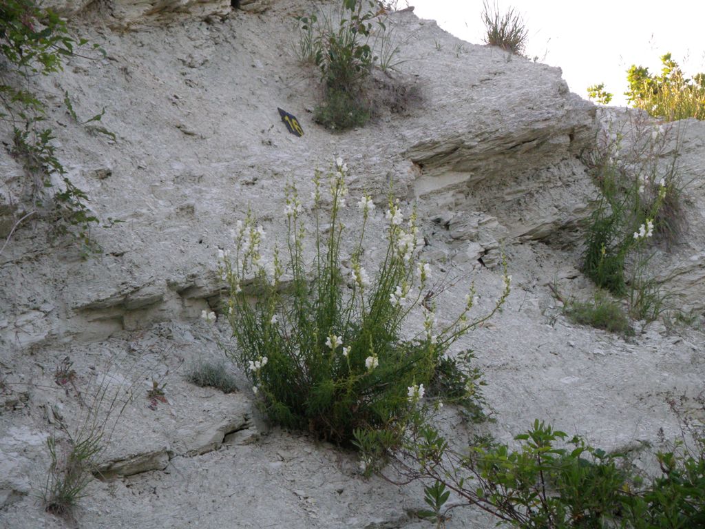 Antirrhinum majus .. curiosit