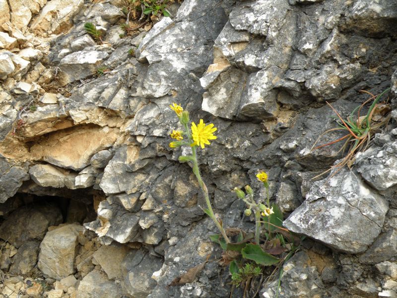 Monte San Vicino  (q slm tra 1000 e 1200 m ) - Hieracium sp.