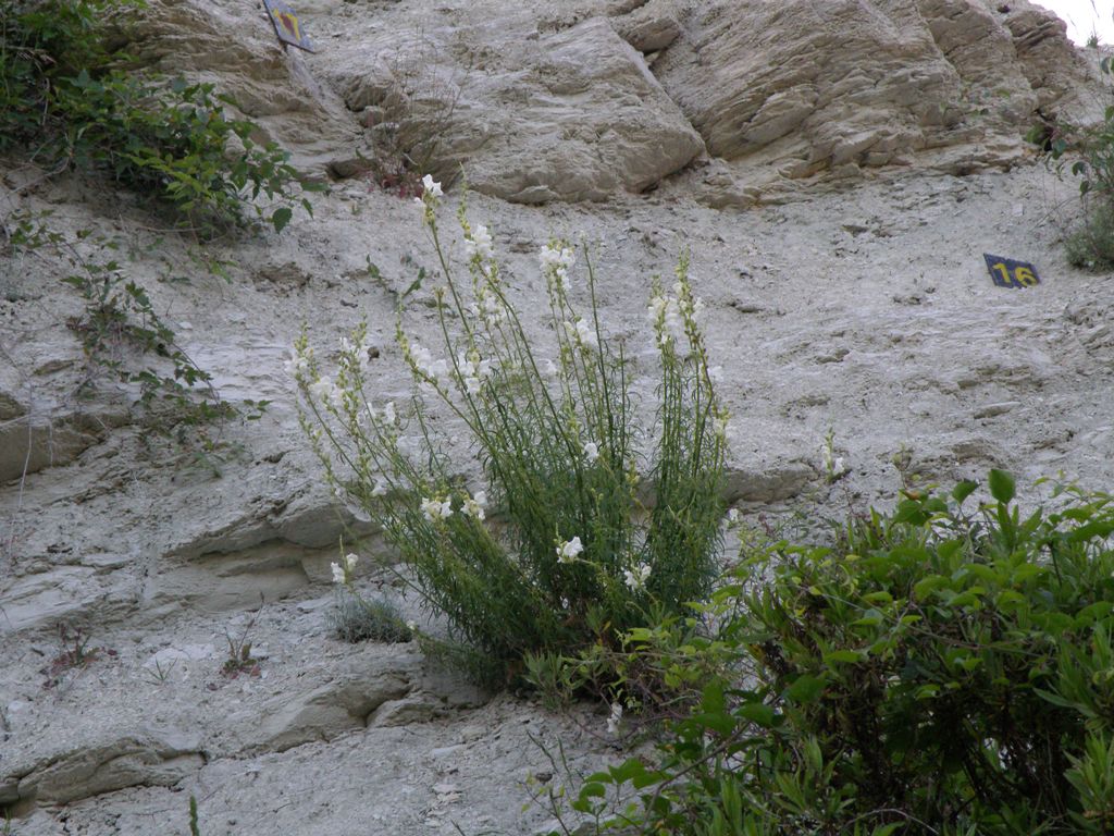 Antirrhinum majus .. curiosit