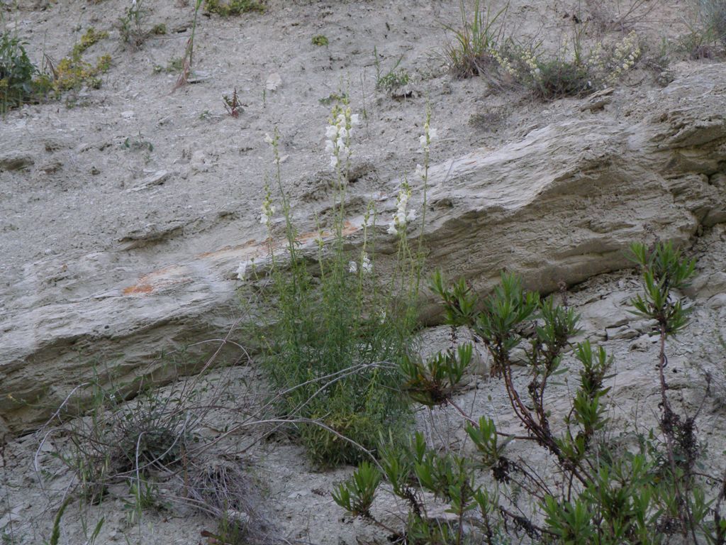 Antirrhinum majus .. curiosit