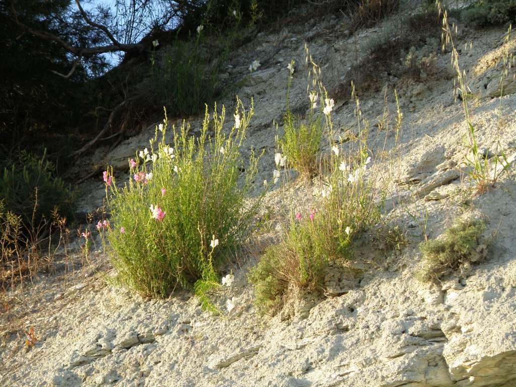 Antirrhinum majus .. curiosit