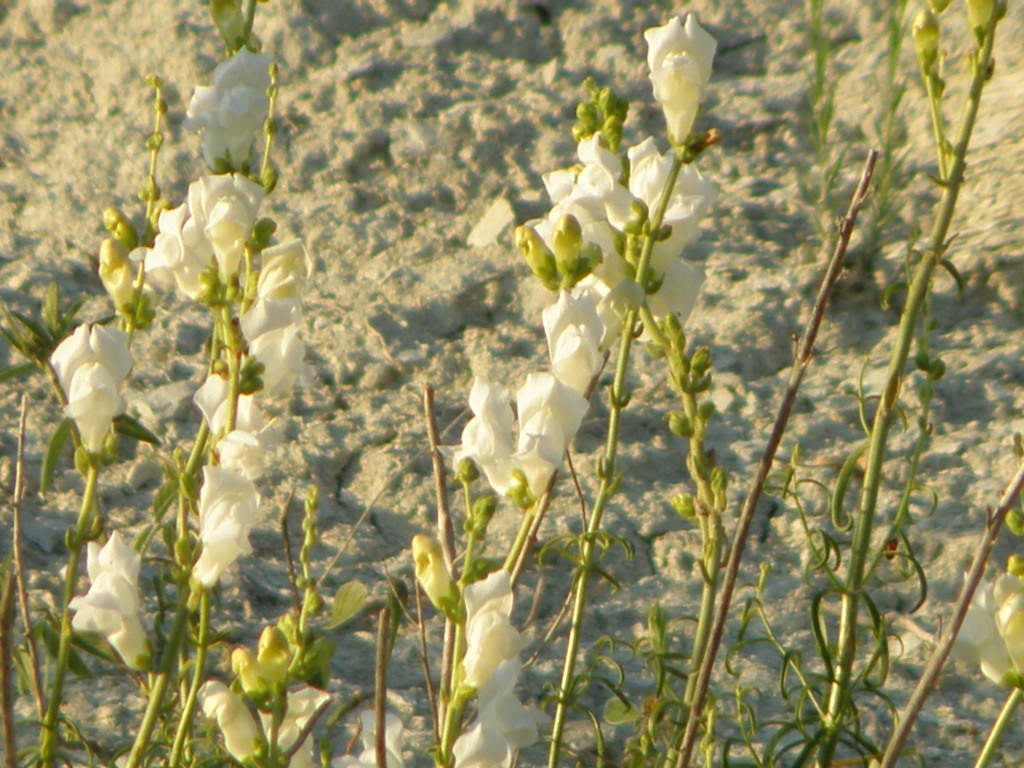 Antirrhinum majus .. curiosit