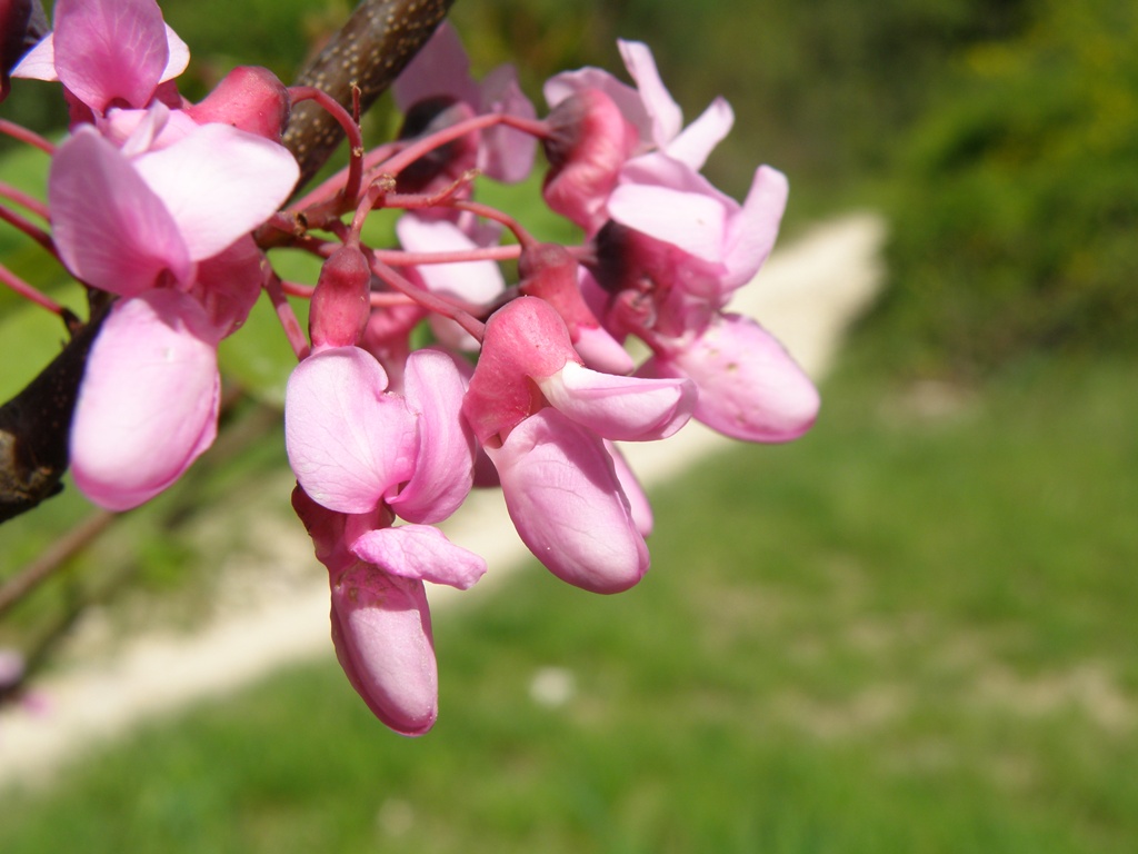 Cercis siliquastrum