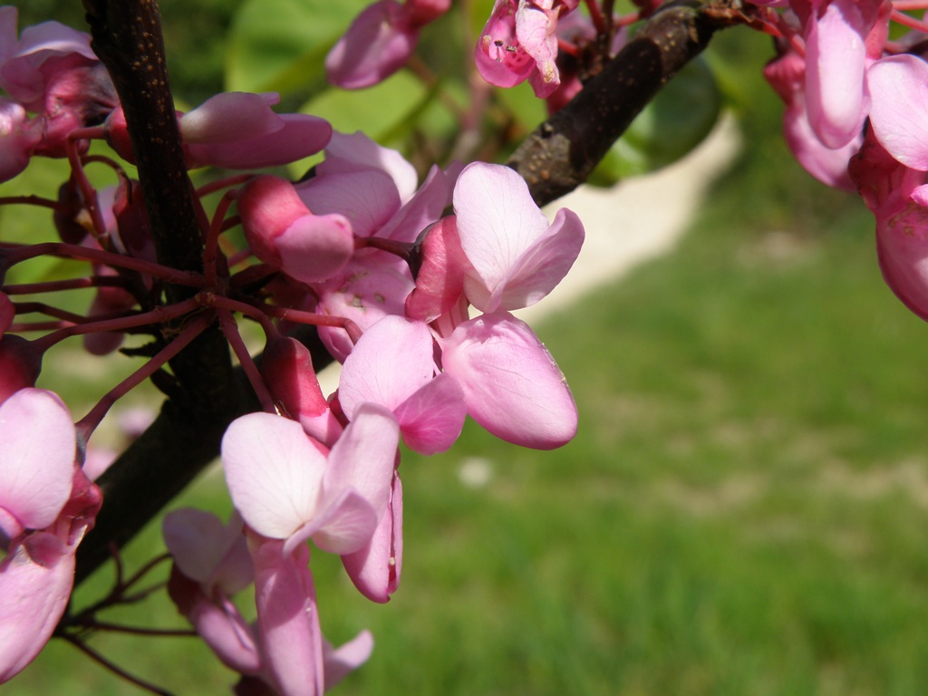 Cercis siliquastrum