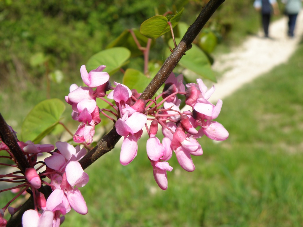 Cercis siliquastrum