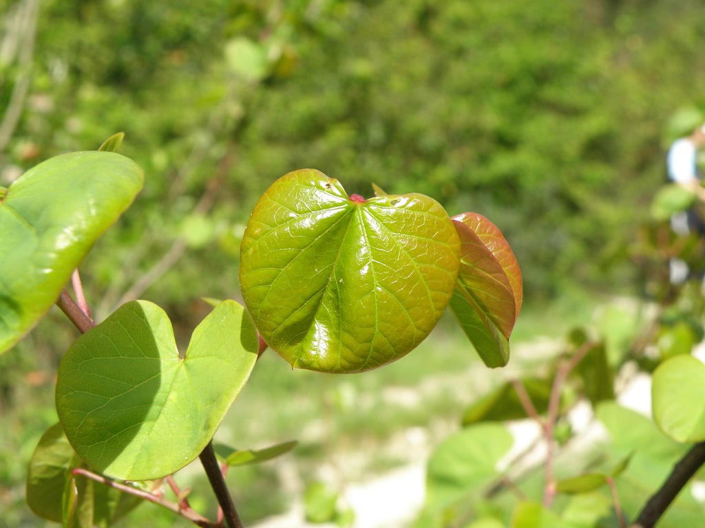 Cercis siliquastrum