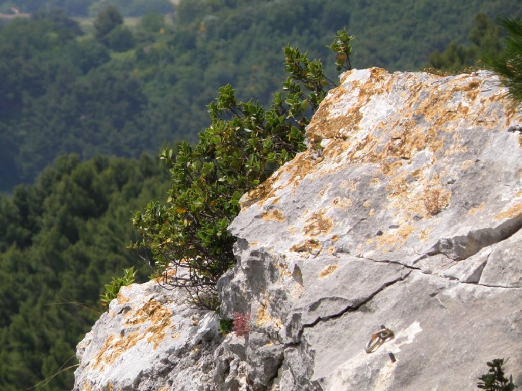 Nella macchia mediterranea - Rhamnus alaternus