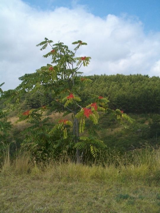 Ailanthus altissima / Ailanto