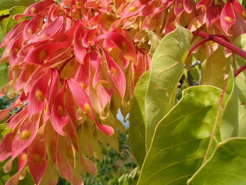 Ailanthus altissima / Ailanto