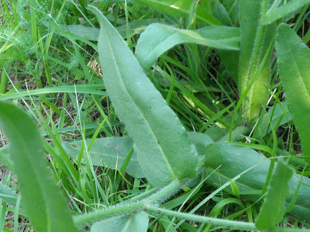 Anchusa azurea (=italica) / Buglossa azzurra