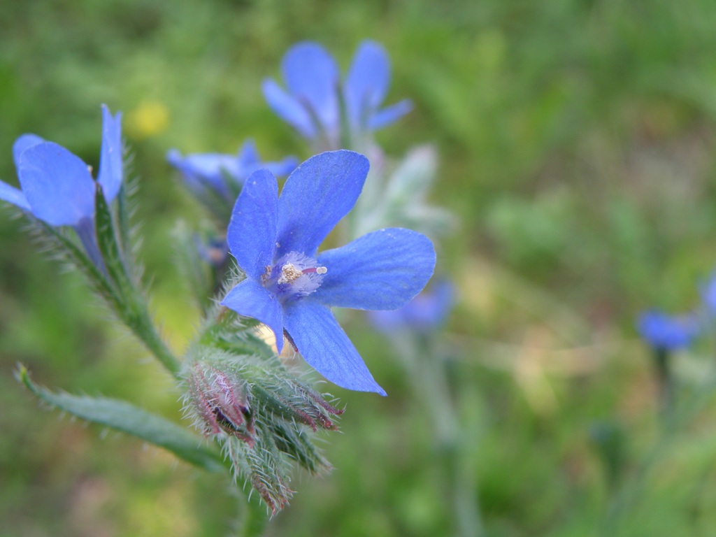 Anchusa azurea (=italica) / Buglossa azzurra