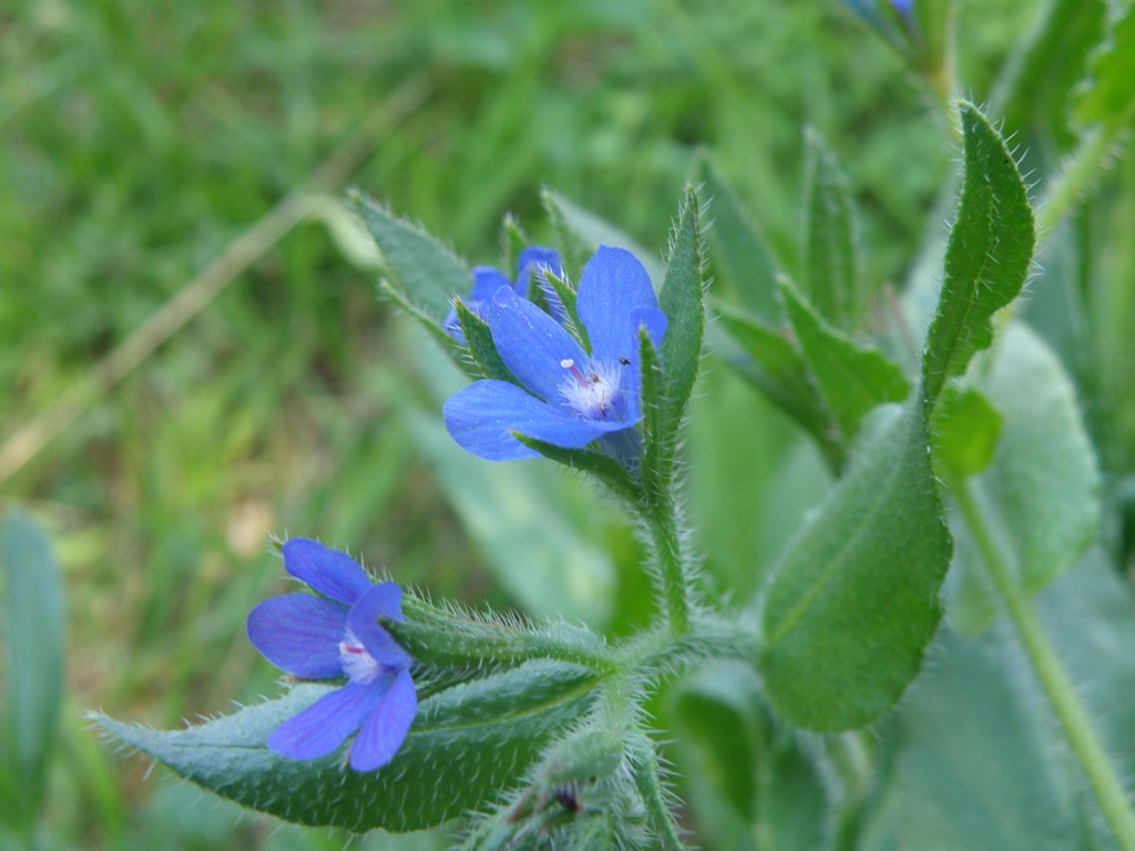 Anchusa azurea (=italica) / Buglossa azzurra