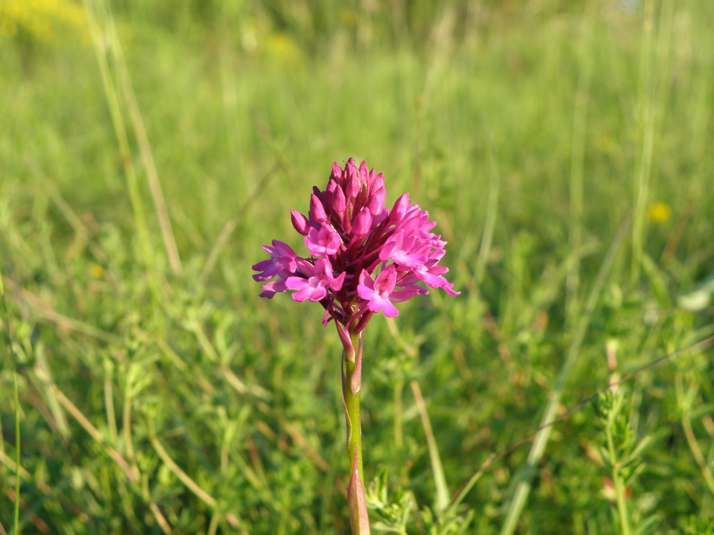 Anacamptis pyramidalis