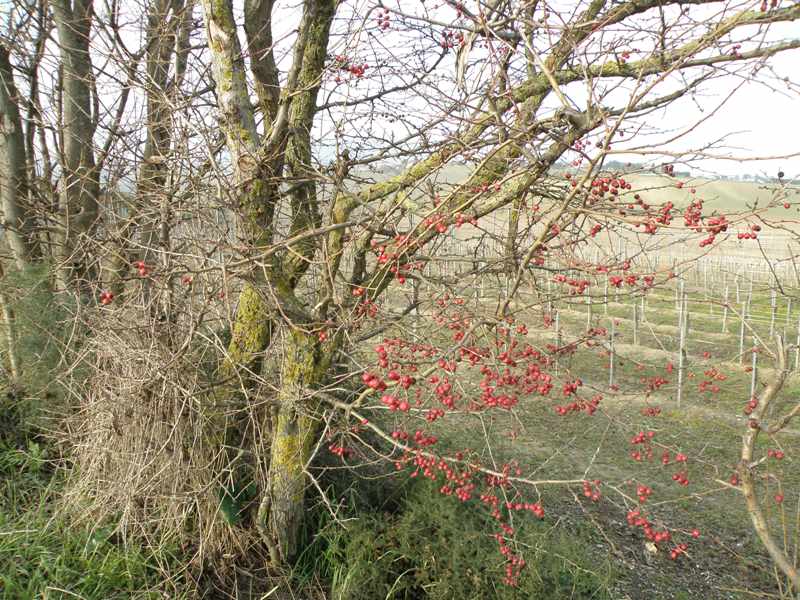 Crataegus monogyna