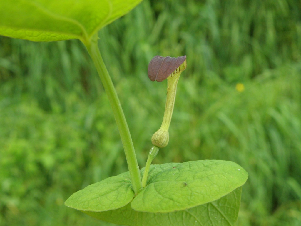 Aristolochia rotunda