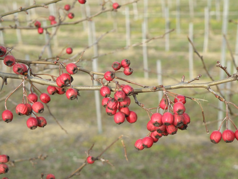 Crataegus monogyna