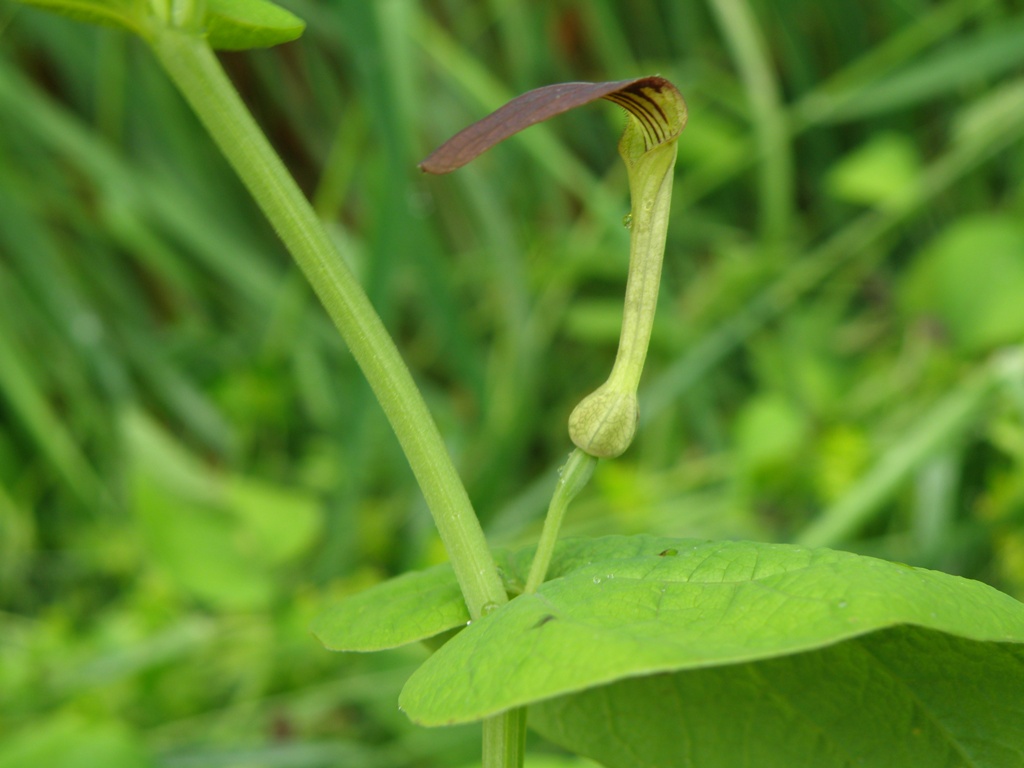 Aristolochia rotunda