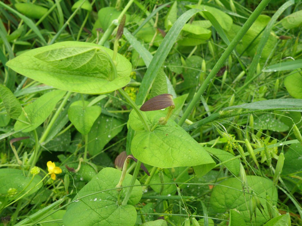 Aristolochia rotunda