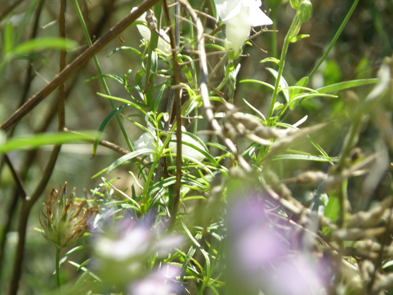 Antirrhinum majus