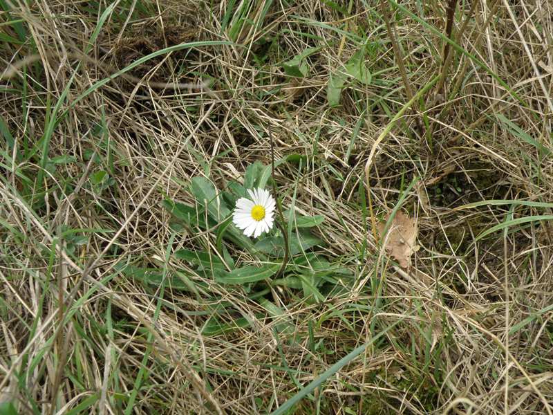 Una conferma Bellis sp.