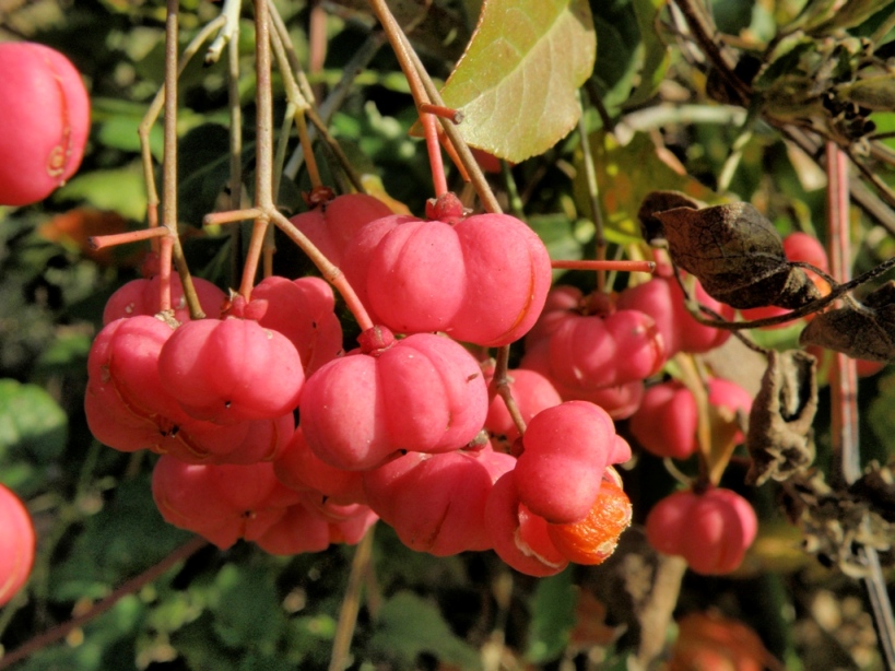 Euonymus europaeus / Fusaria comune, Berretto da prete