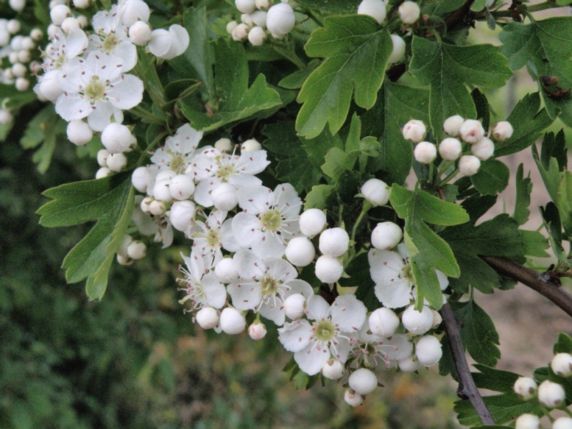 Crataegus monogyna