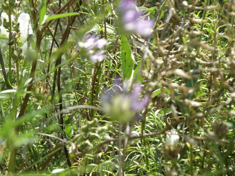 Antirrhinum majus