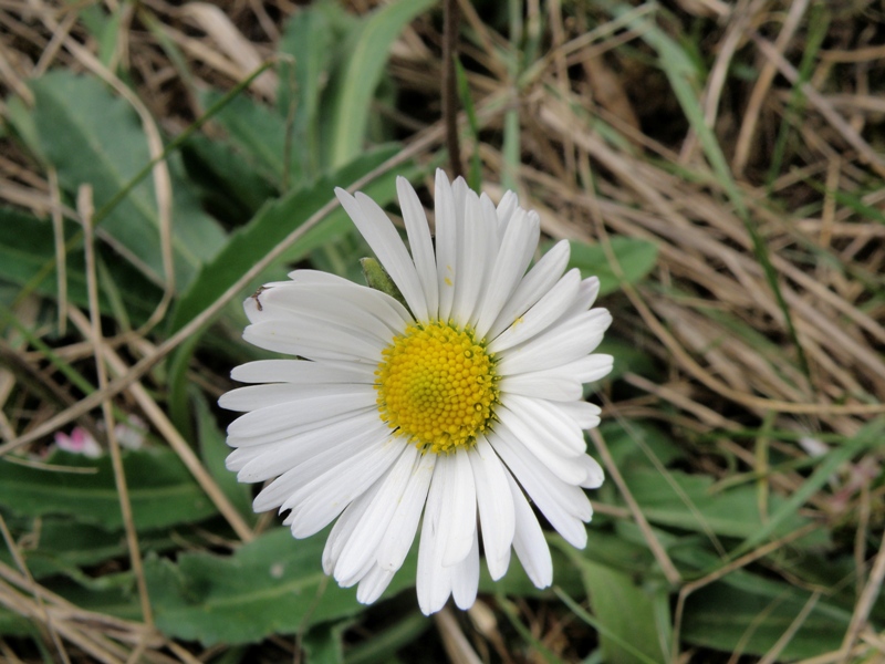 Una conferma Bellis sp.