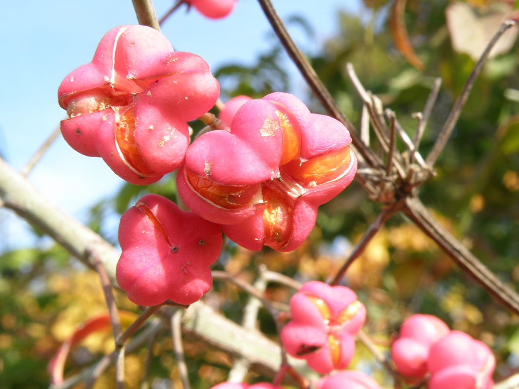 Euonymus europaeus / Fusaria comune, Berretto da prete