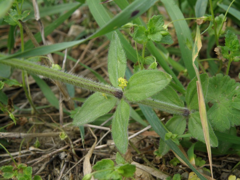 Da determinare - Cruciata laevipes