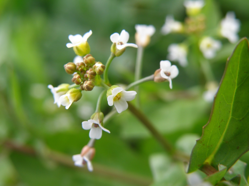 Calepina irregularis