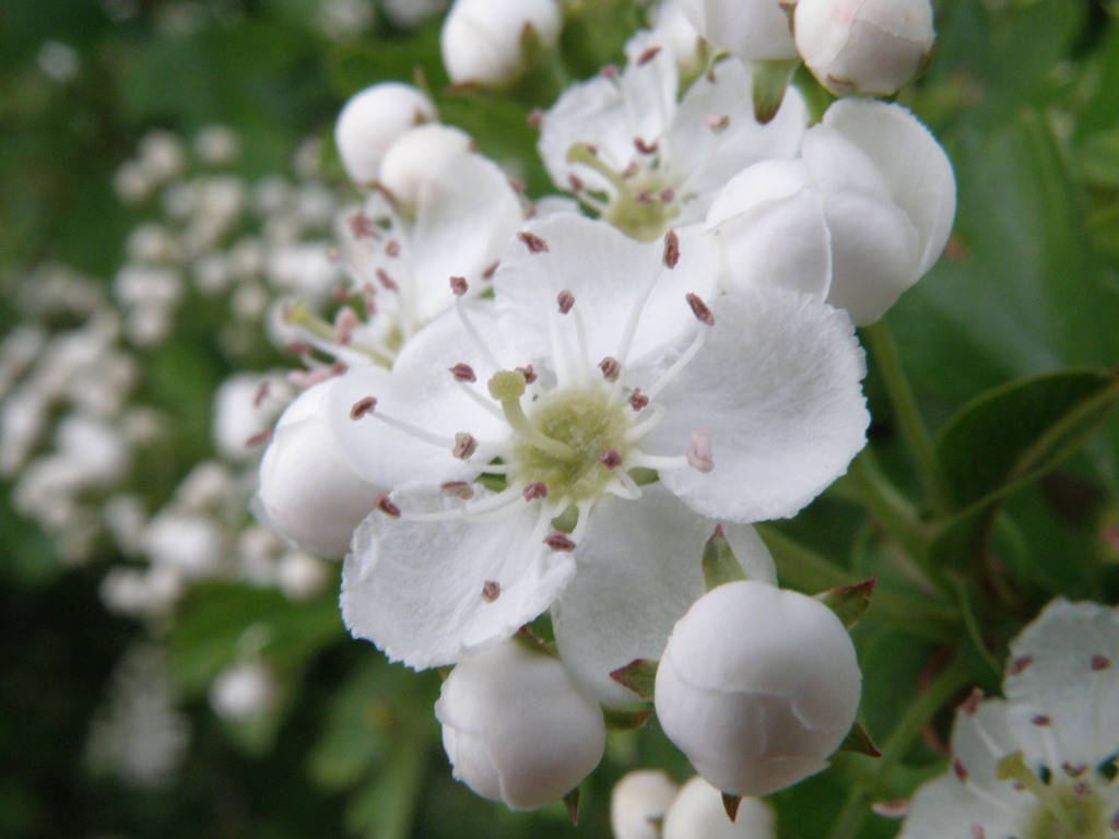 Crataegus monogyna