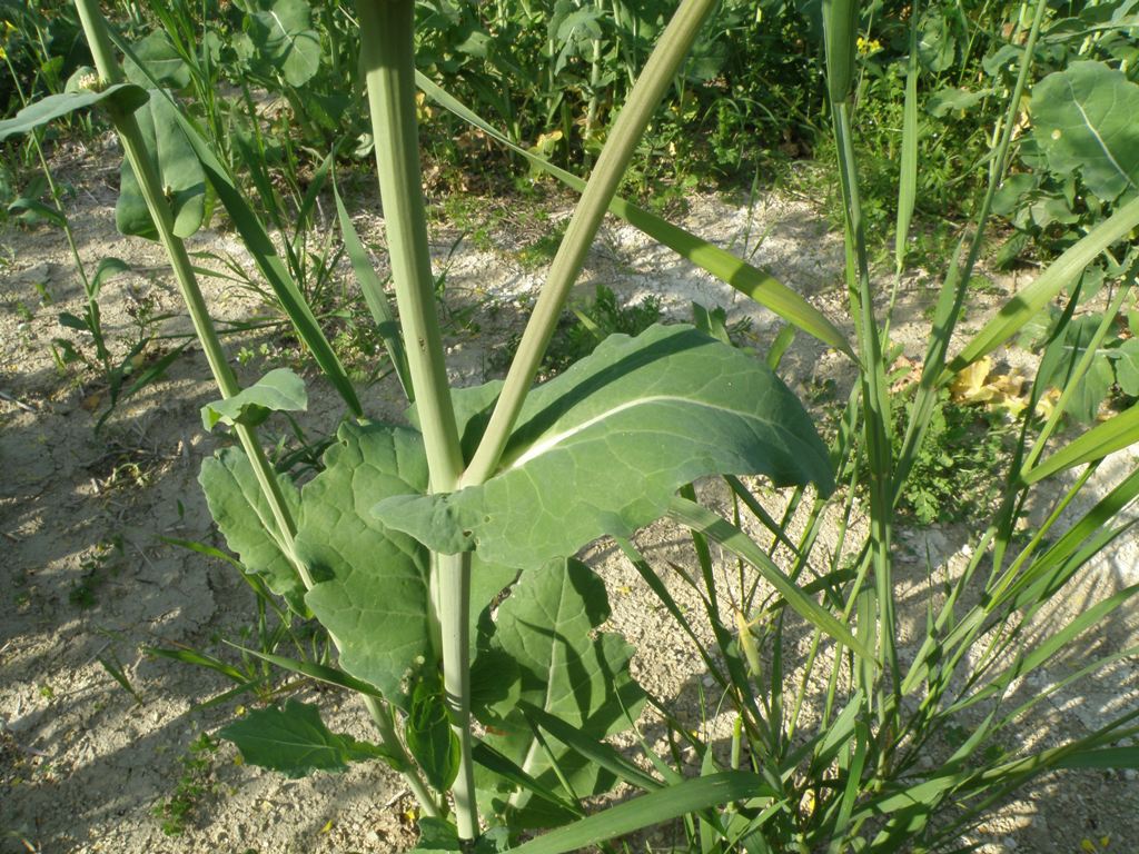 Brassica napus