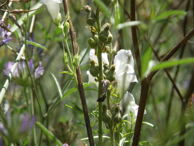 Antirrhinum majus