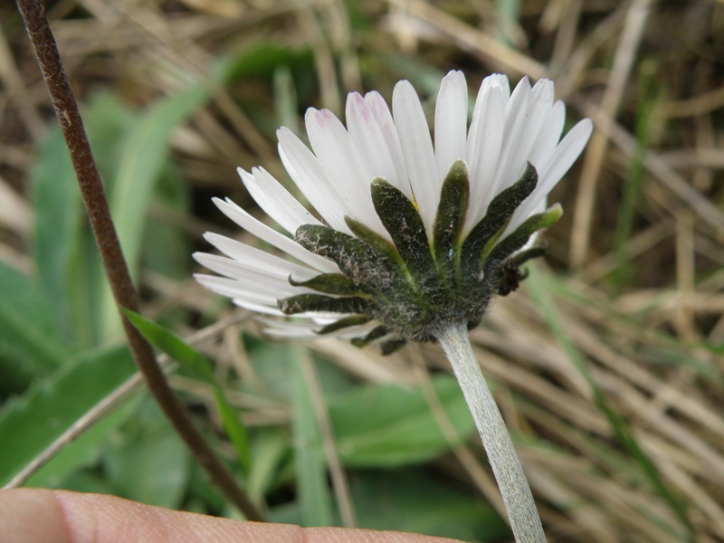 Una conferma Bellis sp.