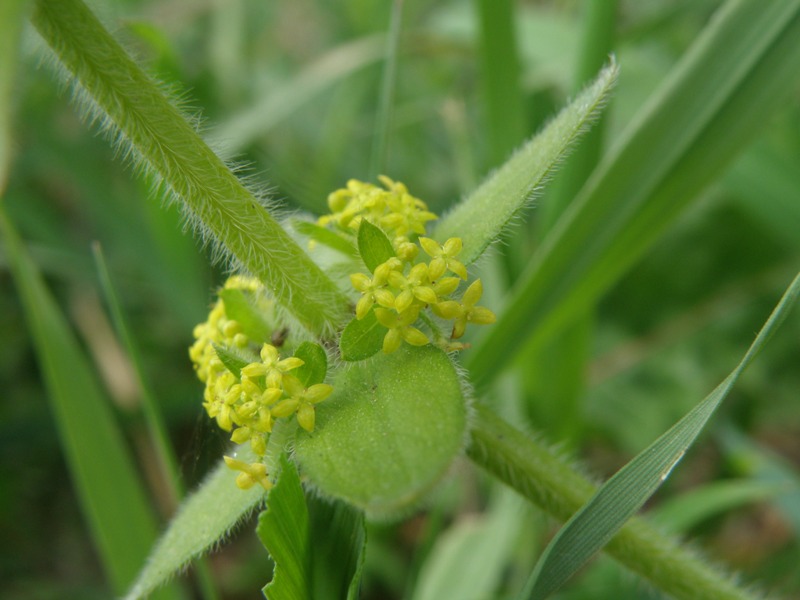 Da determinare - Cruciata laevipes