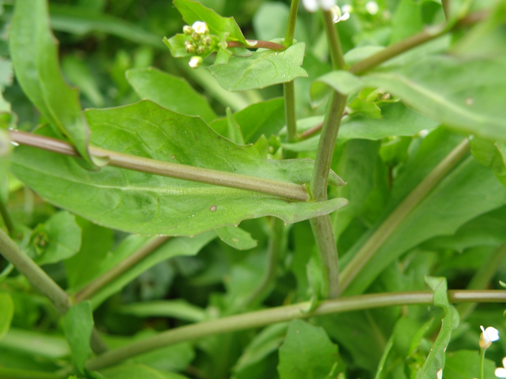 Calepina irregularis