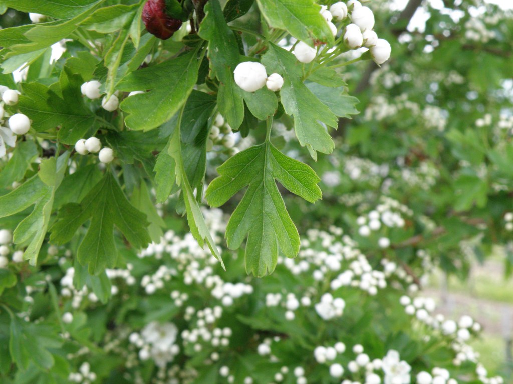 Crataegus monogyna