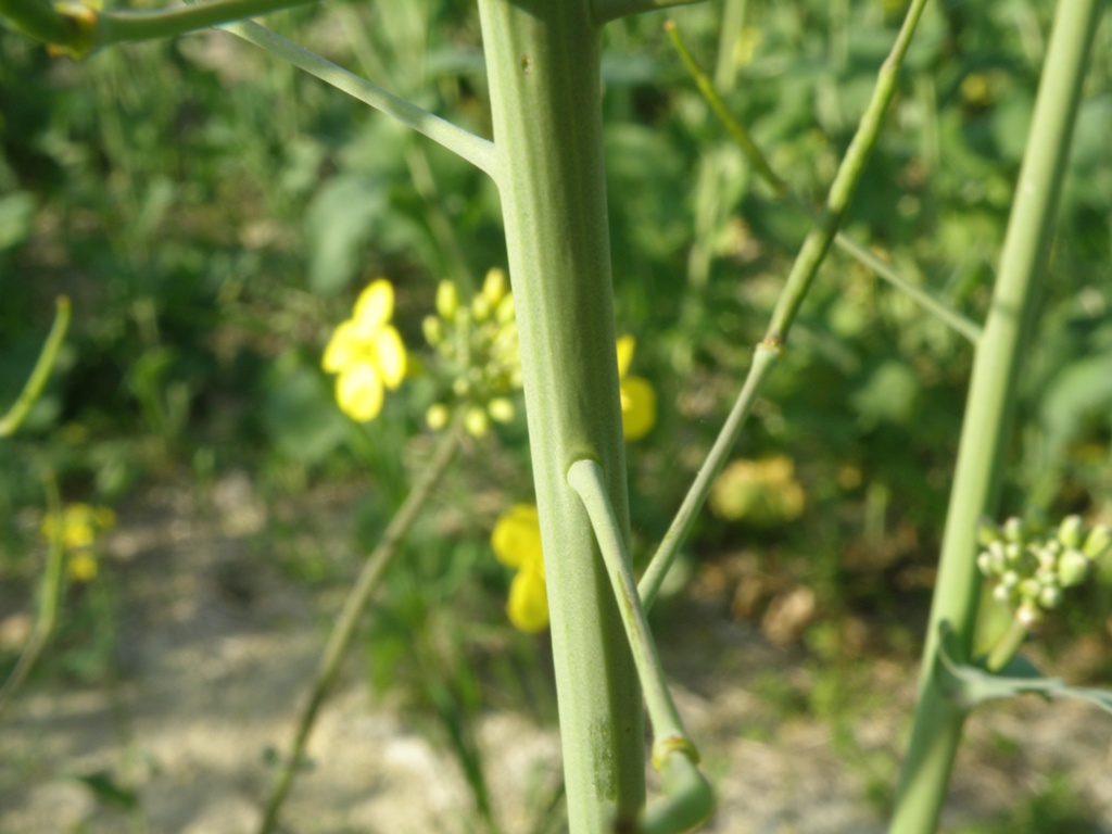 Brassica napus