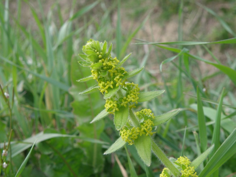 Da determinare - Cruciata laevipes