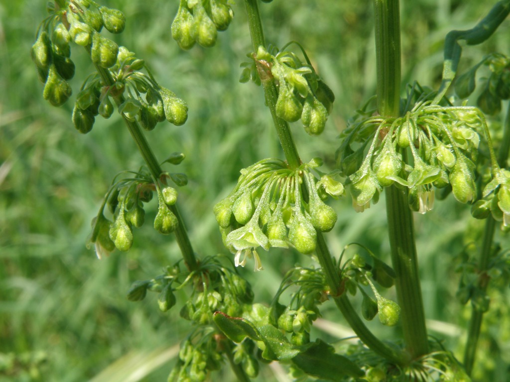 Rumex crispus