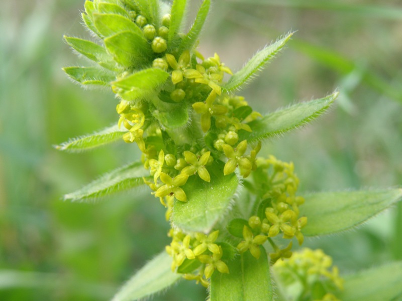 Da determinare - Cruciata laevipes