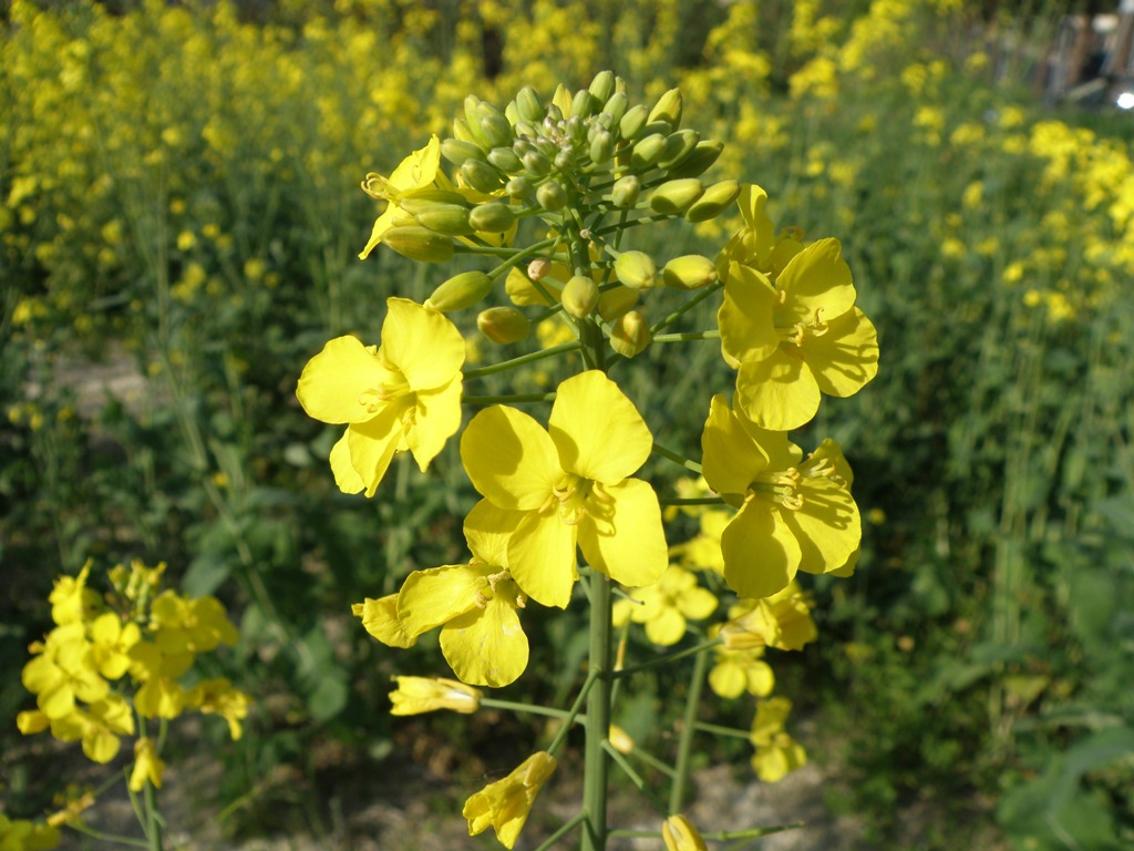 Brassica napus