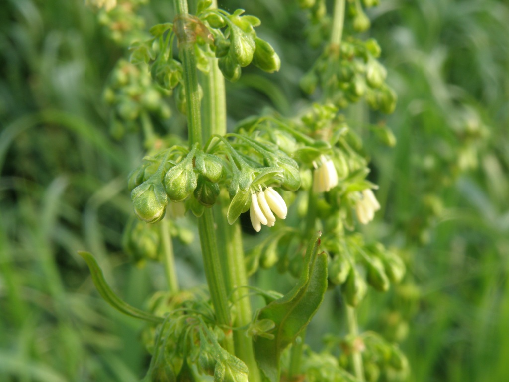 Rumex crispus