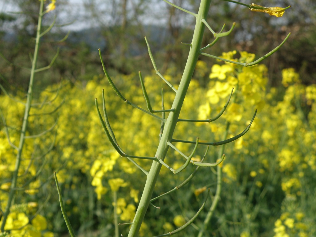 Brassica napus