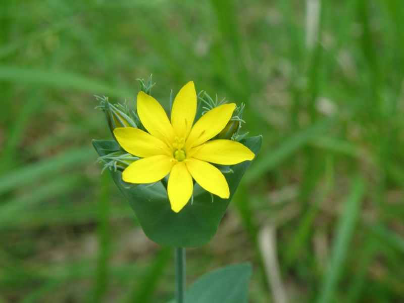 Blackstonia perfoliata