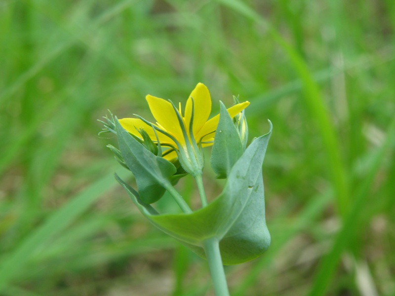 Blackstonia perfoliata